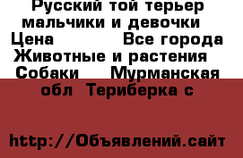 Русский той-терьер мальчики и девочки › Цена ­ 8 000 - Все города Животные и растения » Собаки   . Мурманская обл.,Териберка с.